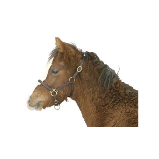 Fohlenhalfter Leder