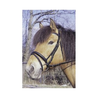 Trensenzaum Warmblut