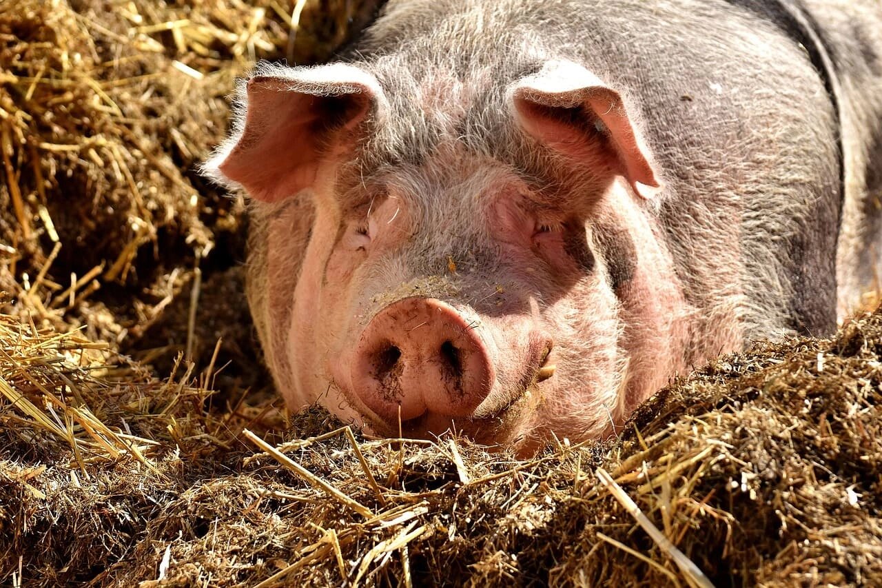 Schweinehaltung