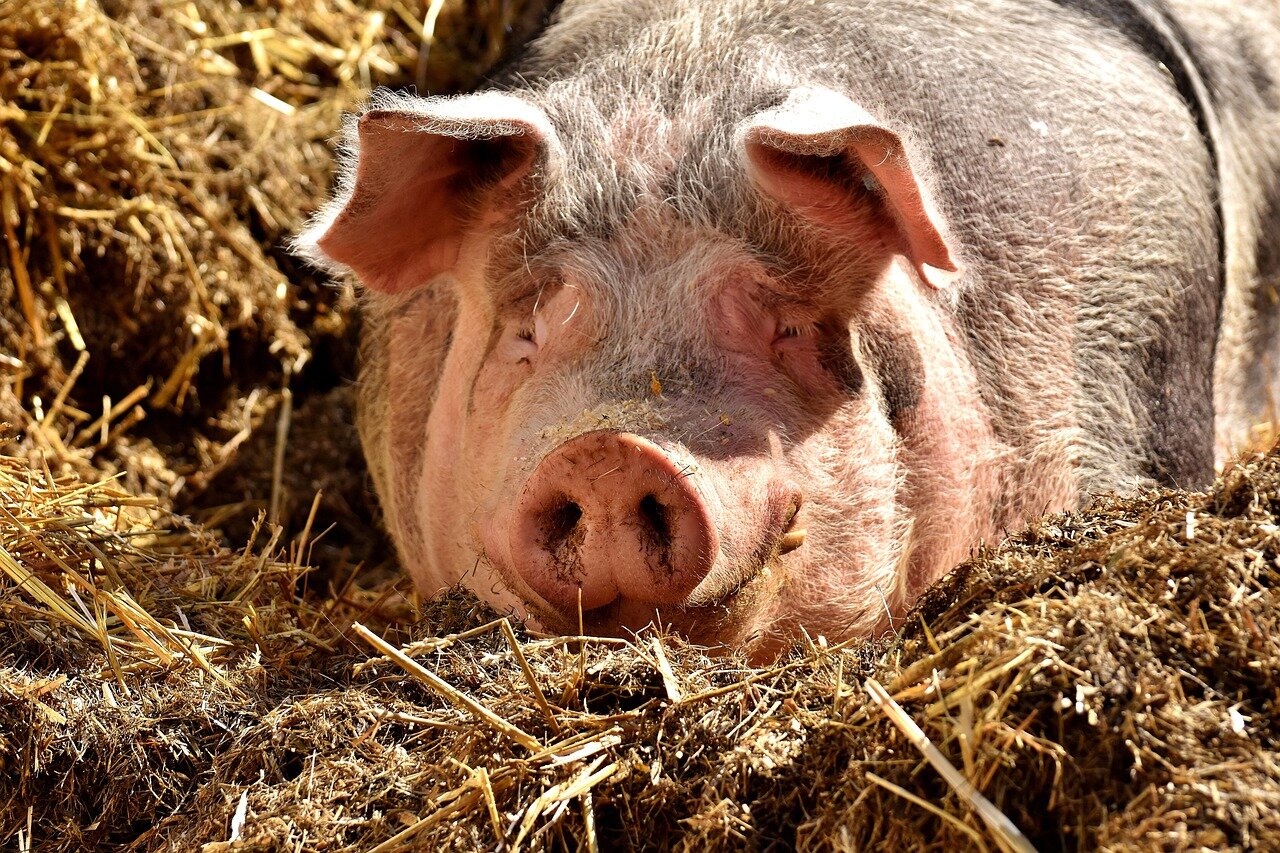 Schweinehaltung
