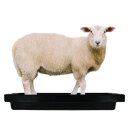 Klauenbad SuperKombi Mini für Schafe
