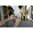 ViehsaugentwöhneSuckStop für Kälber